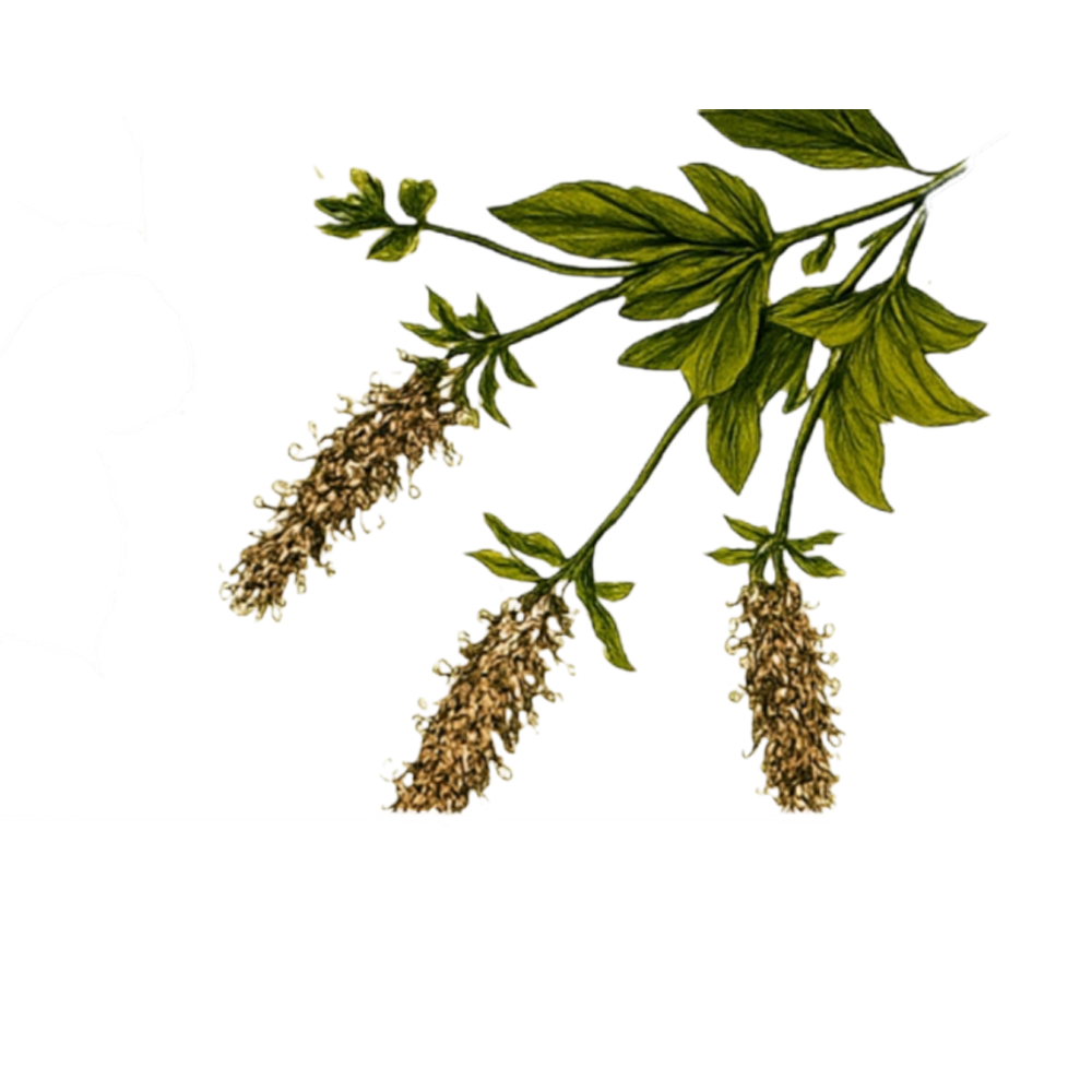 leaf top right
