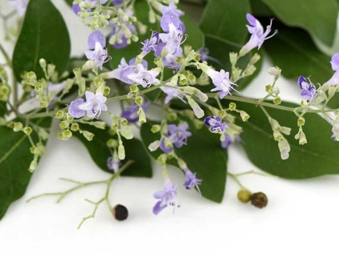 Nirgundi Oil